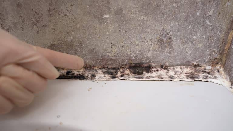 Reliable Fort Thompson, SD Mold Removal Solutions